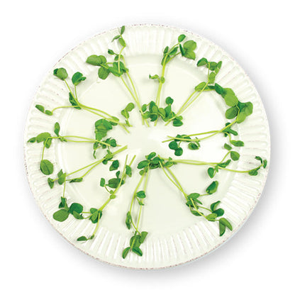Wholesale Flavour Fields Pea Tendrils 8oz- Bulk