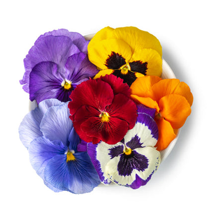 Wholesale Flavour Fields Pansy Blossoms- Bulk