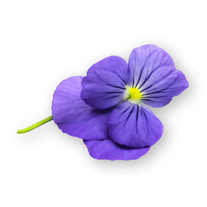 Wholesale Flavour Fields Viola Blossoms- Bulk