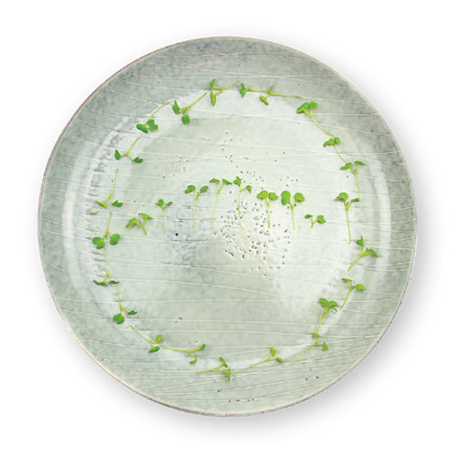 Wholesale Flavour Fields Wasabi Microgreens 4oz- Bulk
