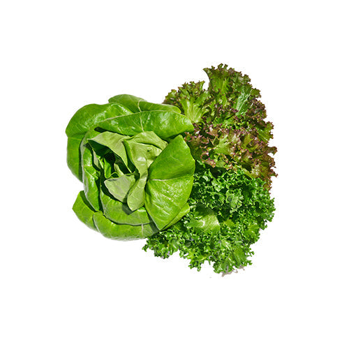 Wholesale Gotham Greens Gourmet Spring Mix Lettuce 2.5lb- Bulk