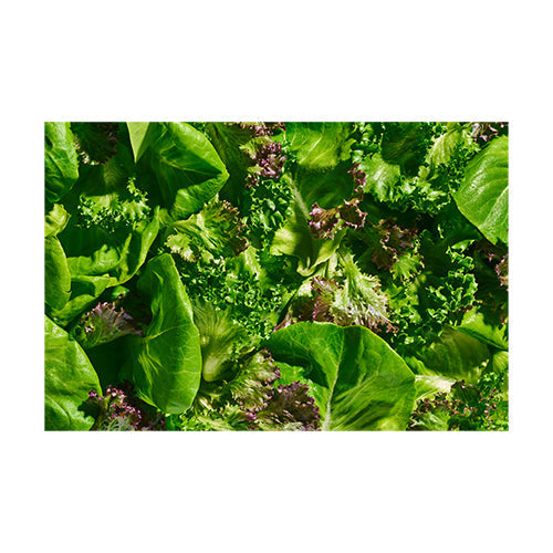 Wholesale Gotham Greens Gourmet Spring Mix Lettuce 2.5lb- Bulk
