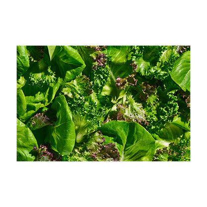 Wholesale Gotham Greens Gourmet Spring Mix Lettuce 2.5lb- Bulk
