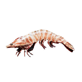 Wholesale Skull Island Shrimp Skull Island 6/8 6.6lb- Bulk
