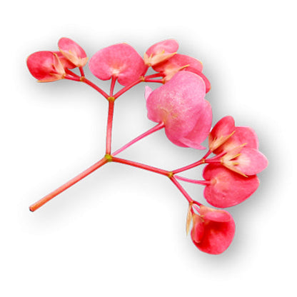 Wholesale Flavour Fields Apple Blossoms- Bulk