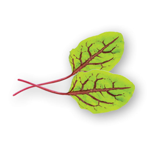 Wholesale Flavour Fields Micro Red Veined Sorrel 6oz- Bulk