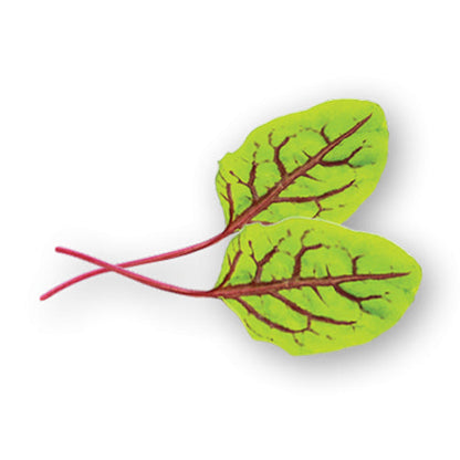Wholesale Flavour Fields Micro Red Veined Sorrel 6oz- Bulk