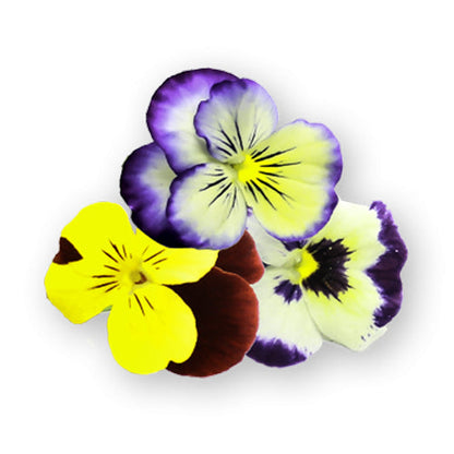 Wholesale Flavour Fields Cornabria Blossom- Bulk