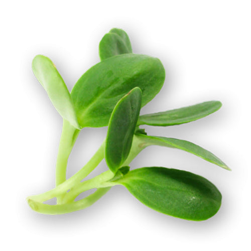 Wholesale Flavour Fields Micro Sunflower Sprouts 4oz- Bulk