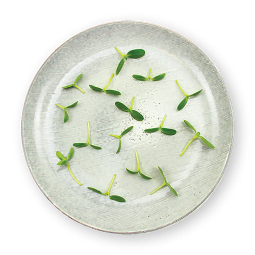 Wholesale Flavour Fields Micro Sunflower Sprouts 4oz- Bulk