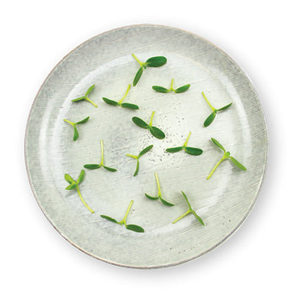 Wholesale Flavour Fields Micro Sunflower Sprouts 4oz- Bulk