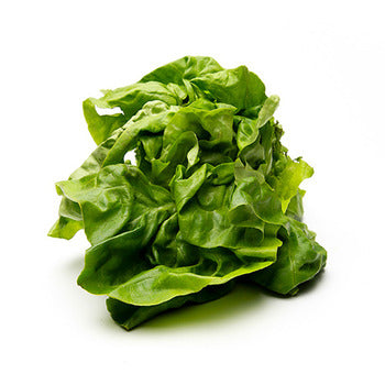 Wholesale Queen Victoria Hydroponic Boston Lettuce- Bulk