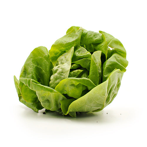 Wholesale Dix Farms Hydroponic Boston Lettuce- Bulk