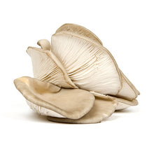 Wholesale Mushroom King Farm Organic Oyster Mushrooms 5lb- Bulk