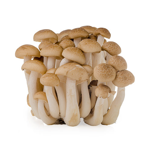 Wholesale Mushroom King Farm Hon Shimeji Brown Mushroom 3lb- Bulk