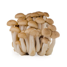 Wholesale Mushroom King Farm Hon Shimeji Brown Mushroom 3lb- Bulk