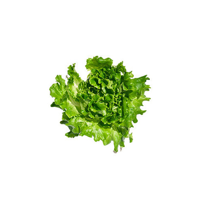 Wholesale Gotham Greens Local Greenhouse Crunch Lettuce 2.5lb- Bulk