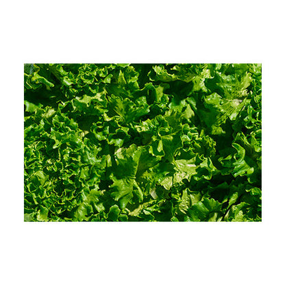 Wholesale Gotham Greens Local Greenhouse Crunch Lettuce 2.5lb- Bulk