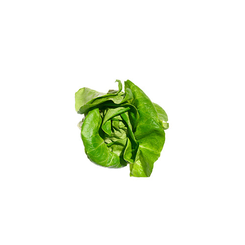 Wholesale Gotham Greens Butterhead Lettuce 2.5lb- Bulk