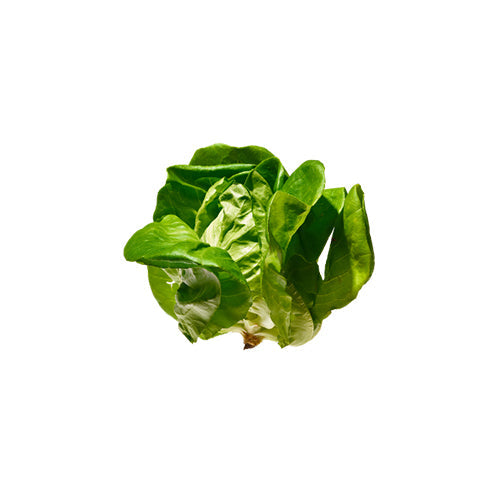 Wholesale Gotham Greens Butterhead Lettuce 2.5lb- Bulk