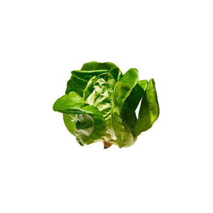 Wholesale Gotham Greens Butterhead Lettuce 2.5lb- Bulk