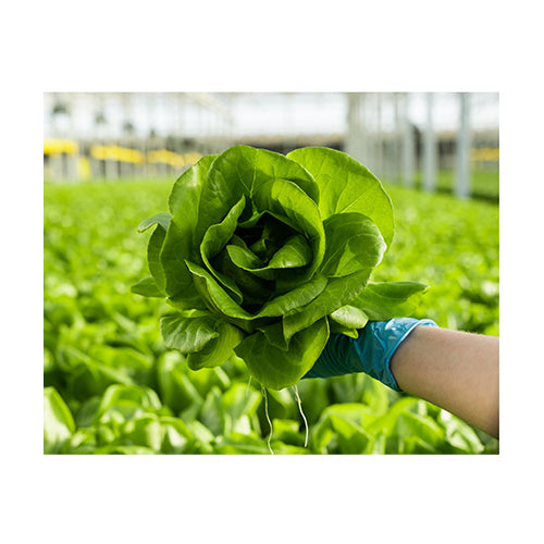 Wholesale Gotham Greens Butterhead Lettuce 2.5lb- Bulk