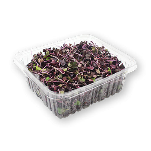 Wholesale Flavour Fields Daikon Purple Micro Greens 4oz- Bulk