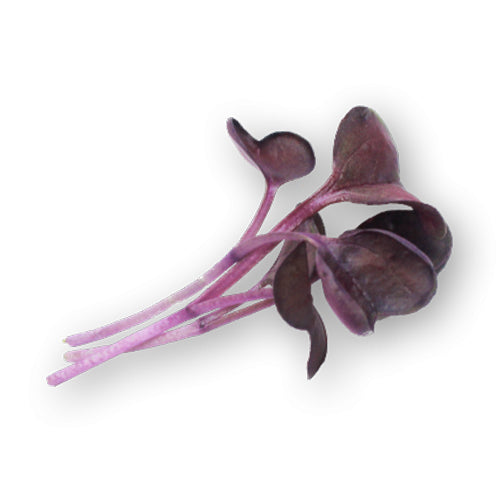 Wholesale Flavour Fields Daikon Purple Micro Greens 4oz- Bulk