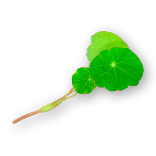 Wholesale Flavour Fields Nasturtium Micro Greens 4oz- Bulk