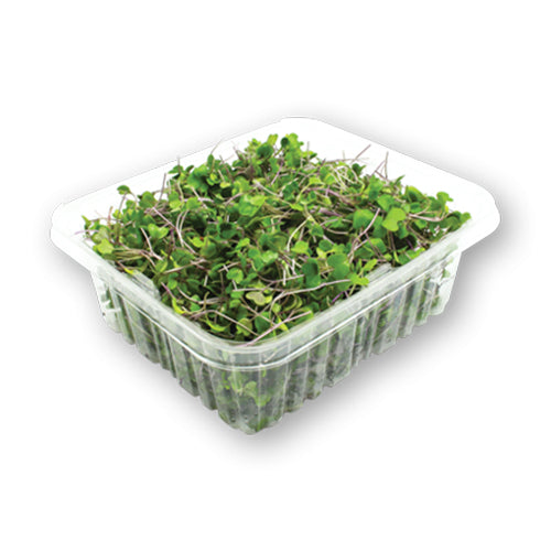 Wholesale Flavour Fields Kohlrabi Micro Greens 4oz- Bulk
