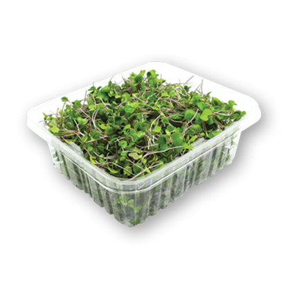 Wholesale Flavour Fields Kohlrabi Micro Greens 4oz- Bulk