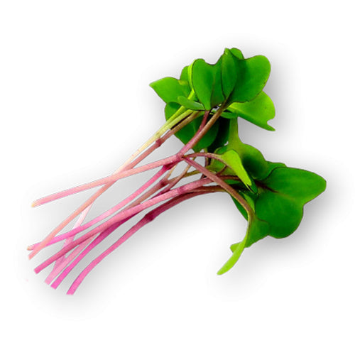 Wholesale Flavour Fields Kohlrabi Micro Greens 4oz- Bulk