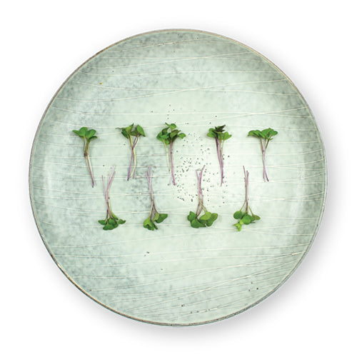 Wholesale Flavour Fields Kohlrabi Micro Greens 4oz- Bulk