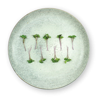 Wholesale Flavour Fields Kohlrabi Micro Greens 4oz- Bulk