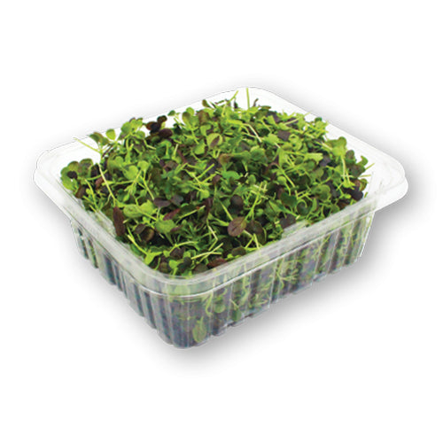 Wholesale Flavour Fields Micro Green Pak Choi 4oz- Bulk