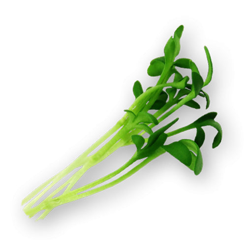 Wholesale Flavour Fields Micro Greens Pepper Cress 4oz- Bulk