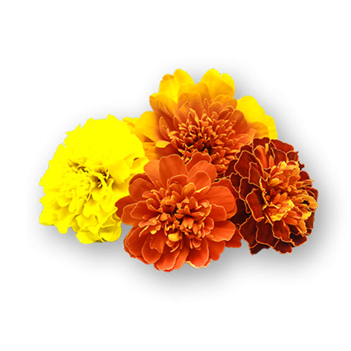Wholesale Flavour Fields Blossom Marigold Flower- Bulk