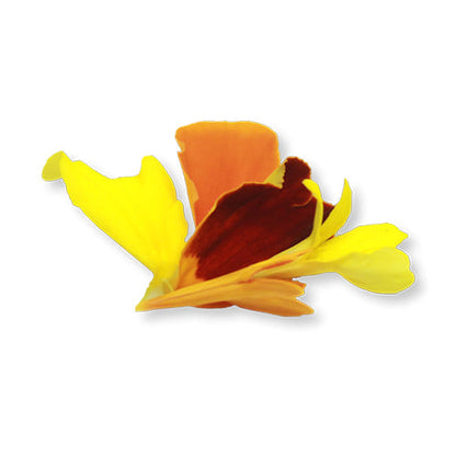 Wholesale Flavour Fields Marigold Blossom Petals 3oz- Bulk