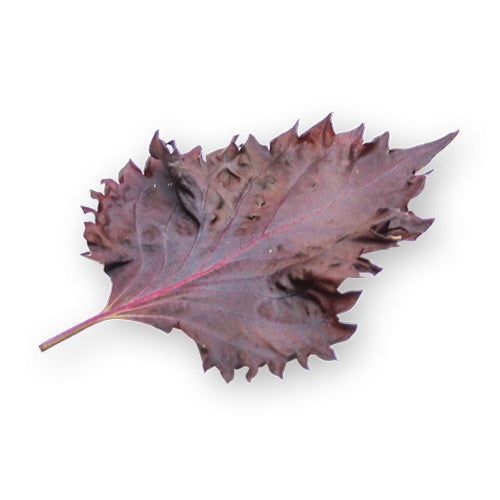 Wholesale Flavour Fields Shiso Purple Leaves- Bulk