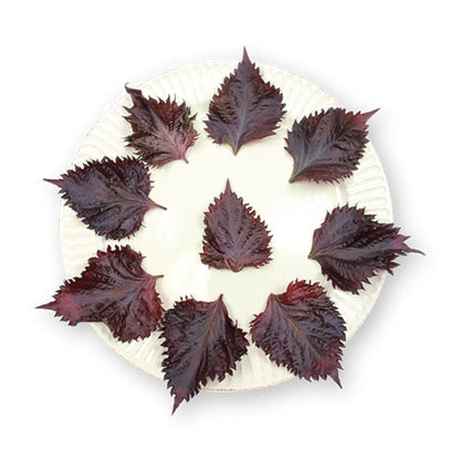 Wholesale Flavour Fields Shiso Purple Leaves- Bulk