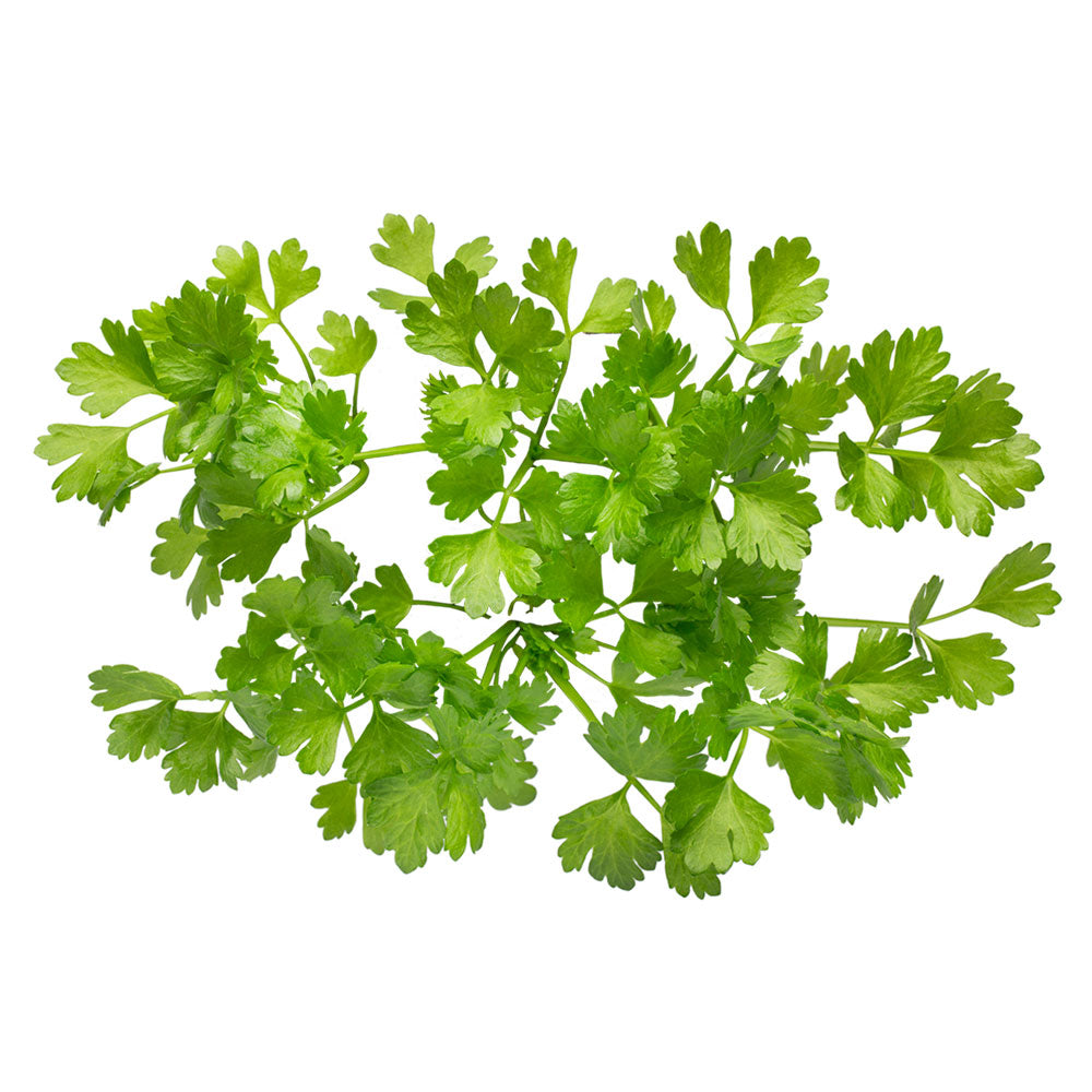 Wholesale Koppert Cress Case Micro Celery- Bulk