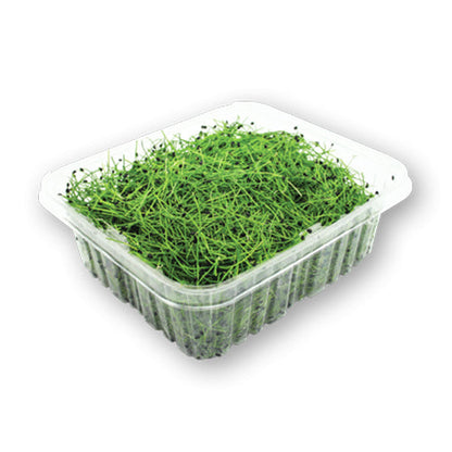 Wholesale Flavour Fields Micro Green Chives 3oz- Bulk