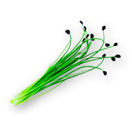Wholesale Flavour Fields Micro Green Chives 3oz- Bulk