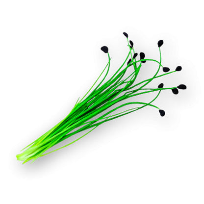Wholesale Flavour Fields Micro Green Chives 3oz- Bulk