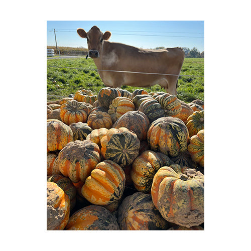 Wholesale Lancaster Farm Fresh Organic Honeynut Squash 15lb- Bulk