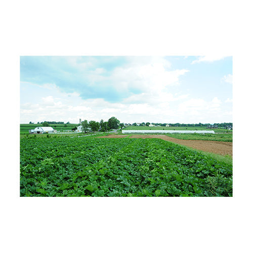Wholesale Lancaster Farm Fresh Organic Honeynut Squash 15lb- Bulk