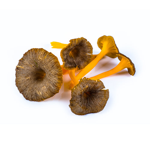 Wholesale Dix Farms Yellowfoot Mushroom 3lb- Bulk