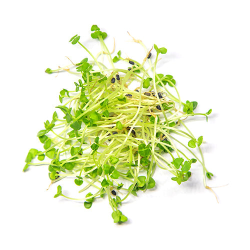 Wholesale Fresh Origins Microgreen Basil 6oz- Bulk