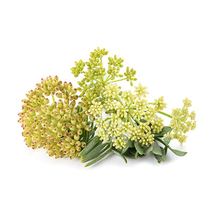 Wholesale Flavour Fields Sea Fennel 1.75oz- Bulk