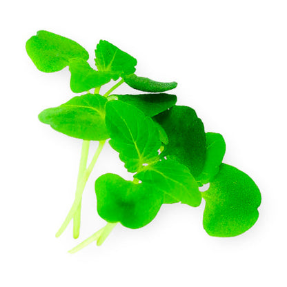 Wholesale Flavour Fields Micro Shiso Green 3oz- Bulk